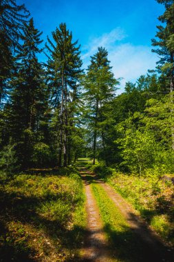 kromlau ünlü rhododendron parkta çiçeklenme sezonu