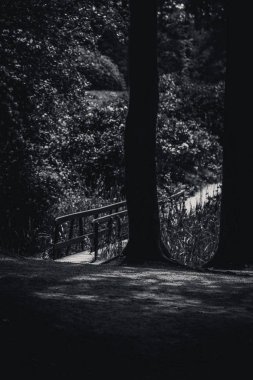 kromlau ünlü rhododendron parkta çiçeklenme sezonu