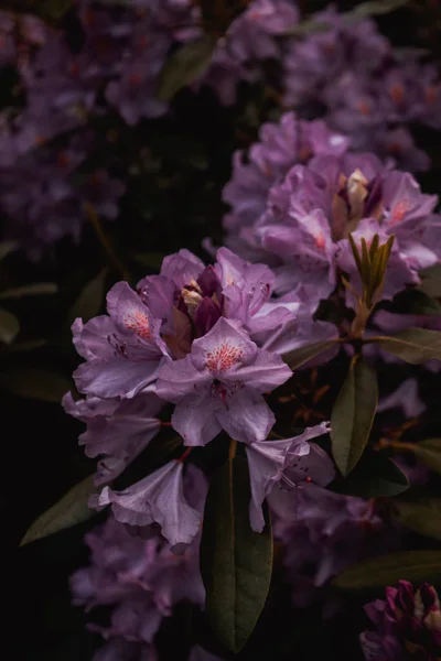 Цветущий сезон в знаменитом парке Рододендрон в Кромлау — стоковое фото