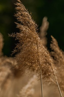 bulanık arka plan ile sarı bir mısır tarlası güzel çekim