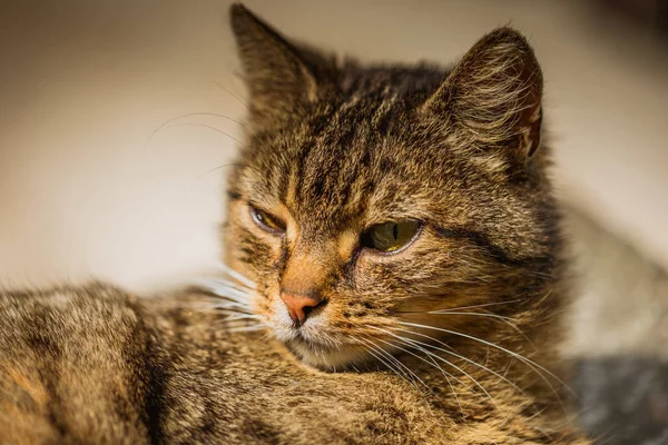 Macro shot van een kat Ontspan in de zon — Stockfoto