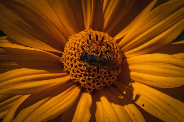 Detailed macro shot of a bee on a yellow flower — Stock Photo, Image