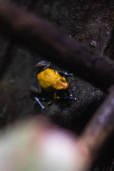 一个五颜六色的毒飞镖青蛙在terrariu的详细宏观拍摄 — 图库照片