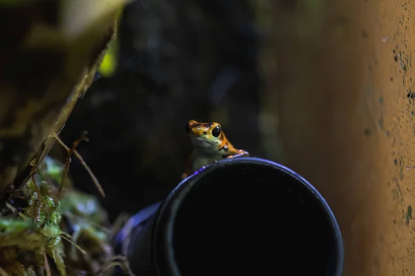 Detailed macro shot of a colorful poison dart frog in a terrariu — Stock Photo, Image