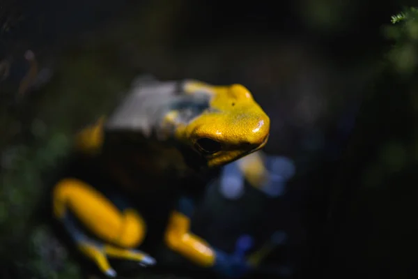 Macro disparo detallado de una rana dardo veneno colorido en un terrario — Foto de Stock