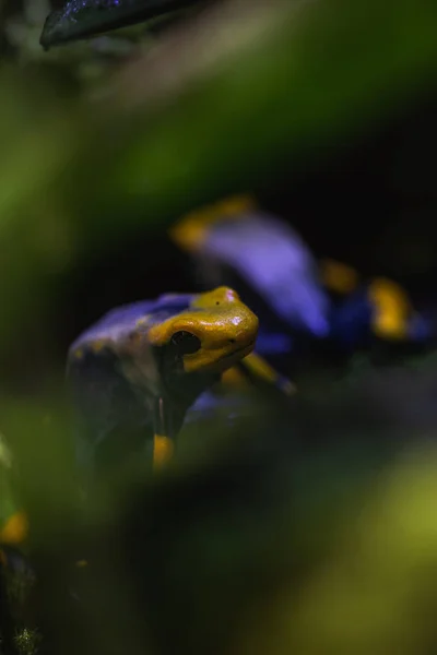 一个五颜六色的毒飞镖青蛙在terrariu的详细宏观拍摄 — 图库照片