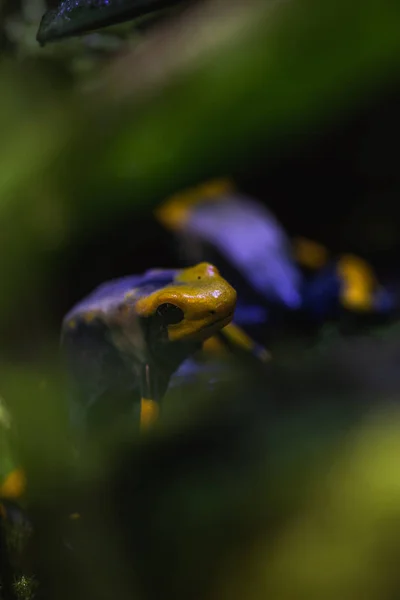 Macro tiro detalhado de um sapo de dardo veneno colorido em um terrariu — Fotografia de Stock