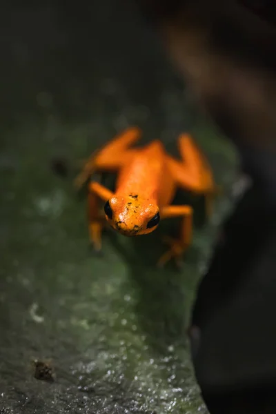 Macro disparo detallado de una rana dardo veneno colorido en un terrario —  Fotos de Stock