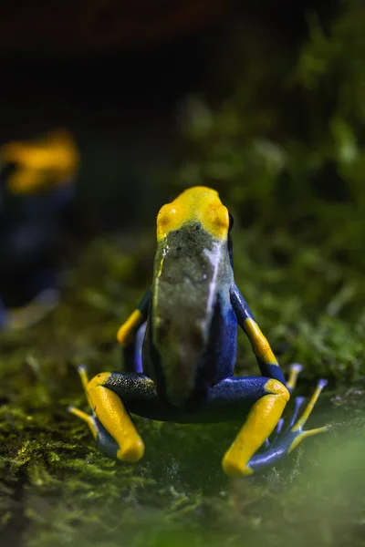 Podrobný makro snímek barevné žabky s jedovatým stíhačka v terrariu — Stock fotografie