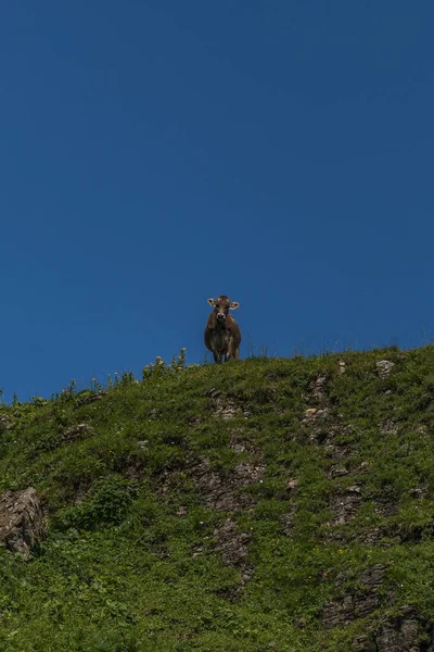 Vacas em uma fazenda entre os belos alpes suíços perto de toggenburg — Fotografia de Stock