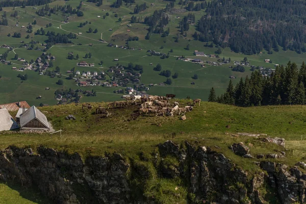 Коровы на ферме между прекрасными швейцарскими альпами недалеко от Тоггенбурга — стоковое фото