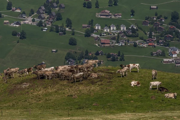 Tehenek a gazdaságban a gyönyörű svájci Alpok közelében toggenburg — Stock Fotó