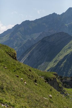 toggenburg yakınlarındaki güzel İsviçre alpleri arasında koyun