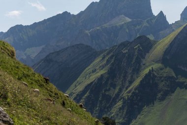toggenburg yakınlarındaki güzel İsviçre alpleri arasında koyun