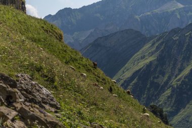 toggenburg yakınlarındaki güzel İsviçre alpleri arasında koyun