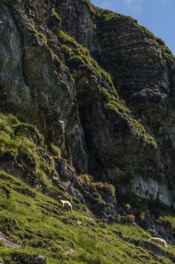 toggenburg yakınlarındaki güzel İsviçre alpleri arasında koyun