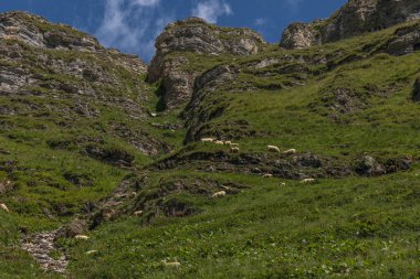 toggenburg yakınlarındaki güzel İsviçre alpleri arasında koyun