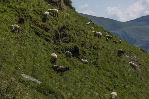 Ovelhas entre os belos alpes suíços perto de toggenburg — Fotografia de Stock