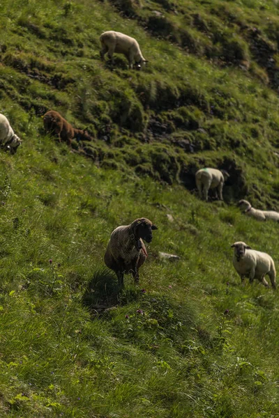 Ovejas entre los hermosos alpes suizos cerca de Toggenburg —  Fotos de Stock