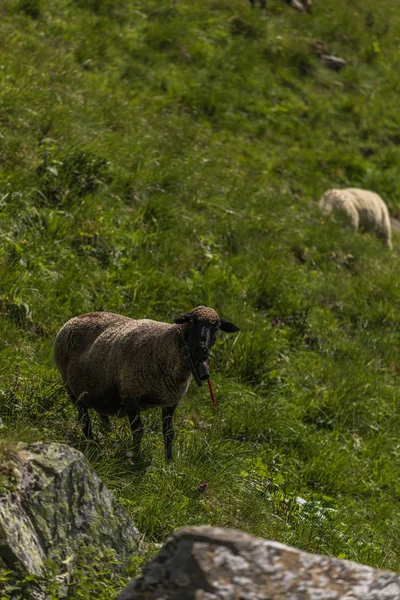 Sheeps between the beautiful swiss alps near toggenburg — стоковое фото