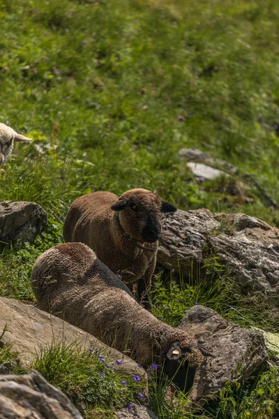 Toggenburg yakınlarındaki güzel İsviçre alpleri arasında koyun — Stok fotoğraf