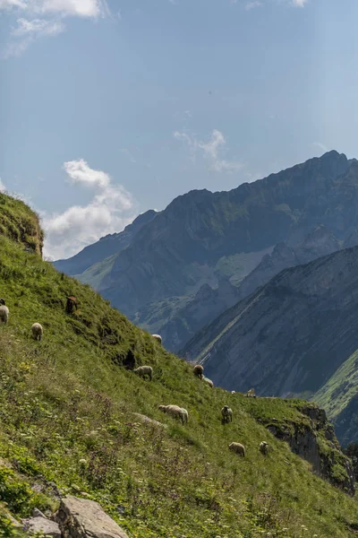 Ovelhas entre os belos alpes suíços perto de toggenburg — Fotografia de Stock