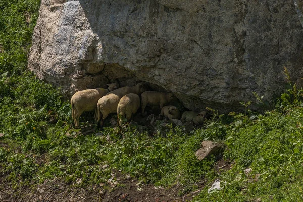 Sheeps between the beautiful swiss alps near toggenburg — стоковое фото