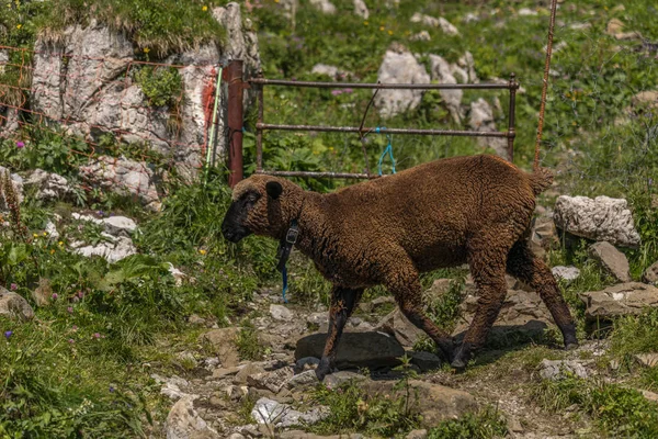 Ovelhas entre os belos alpes suíços perto de toggenburg — Fotografia de Stock