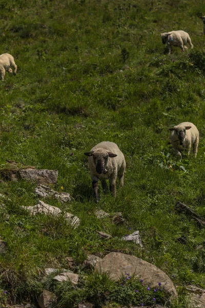 Sheeps between the beautiful swiss alps near toggenburg — Stock Photo, Image