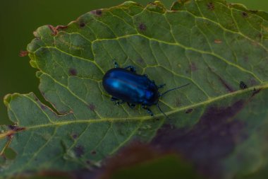 Mavi bir böceğin detaylı makro fotoğrafı, bir çiçeğin üzerinde durarak