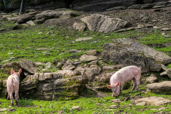 Porcos em uma fazenda entre os belos alpes suíços perto de toggenburg — Fotografia de Stock