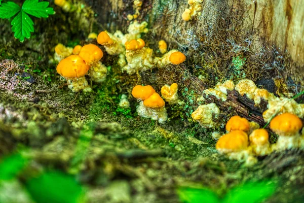 Macro tiro detalhado de cogumelos amarelos com gotas de chuva em uma árvore — Fotografia de Stock