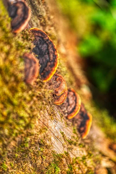 Macro tiro detalhado de cogumelos marrons em uma árvore — Fotografia de Stock