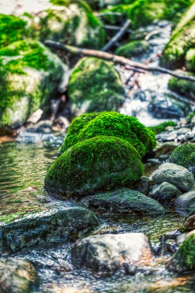 Caminhadas através de alpes suíços, musgo verde em uma pedra em um pequeno rive — Fotografia de Stock