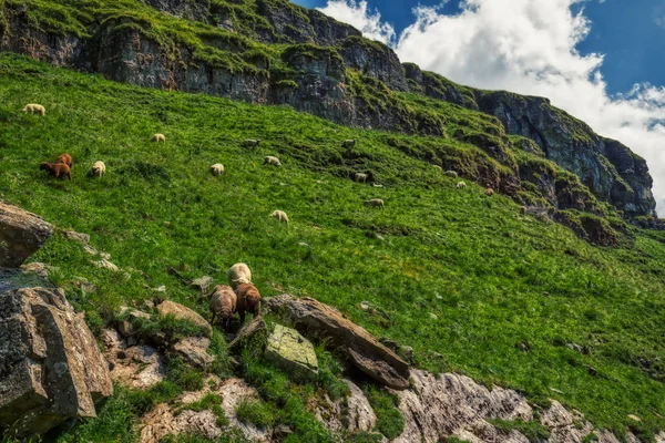 Escursione attraverso le Alpi svizzere in una giornata di sole con cielo blu vicino togg — Foto Stock