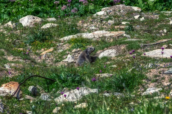 Kahverengi marmot İsviçre alpleri arasında bir güneş banyosu alır — Stok fotoğraf