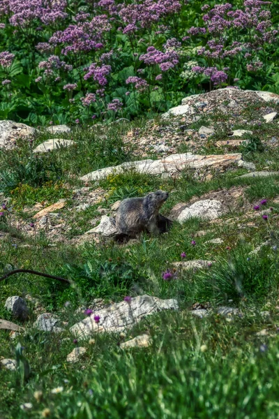 Kahverengi marmot İsviçre alpleri arasında bir güneş banyosu alır — Stok fotoğraf