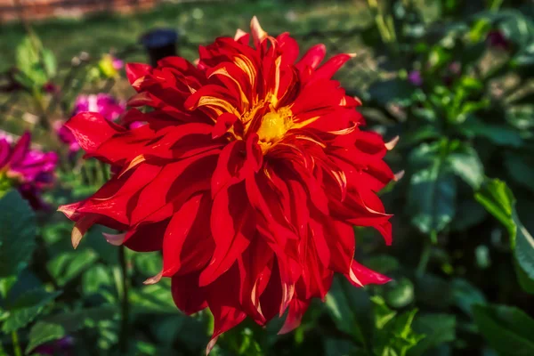 Plan macro d'une belle fleur de chrysanthème dans un jardin — Photo