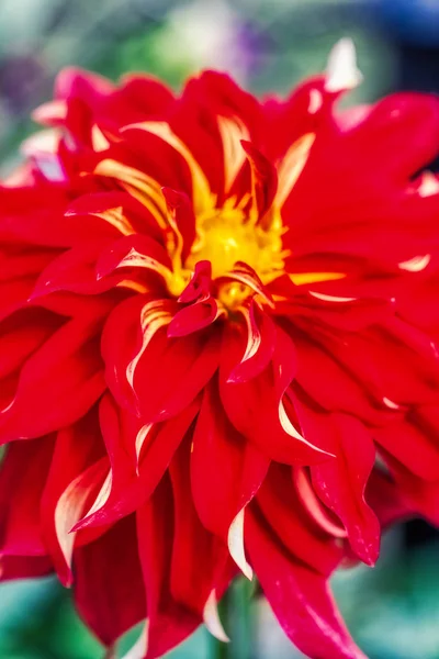 Macro shot of a beautiful chrysanthemum flower in a garden — Stock Photo, Image