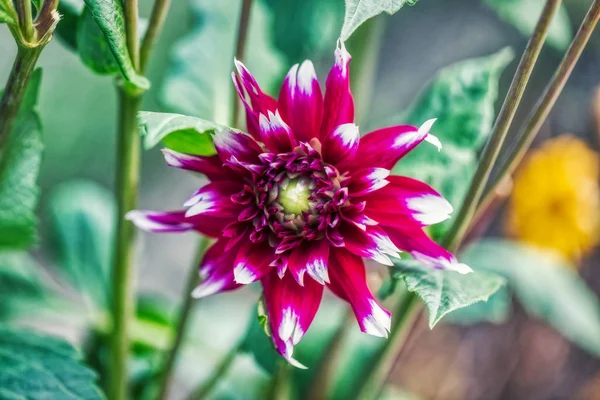 Macro shot of a beautiful chrysanthemum flower in a garden — Stock Photo, Image