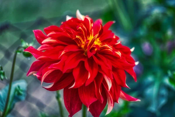 Macro shot of a beautiful chrysanthemum flower in a garden — Stock Photo, Image