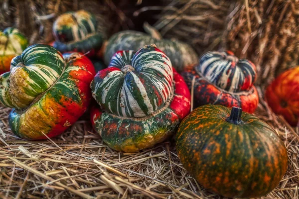 Barevná tradiční výzdoba na Halloween s různou pemzovou — Stock fotografie