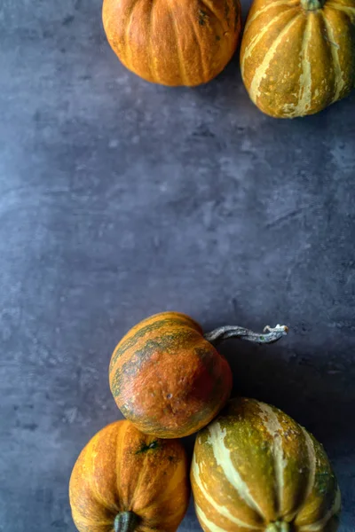 Mutlu Şükran Günleri, Gri taşta çeşitli balkabaklarının seçimi 