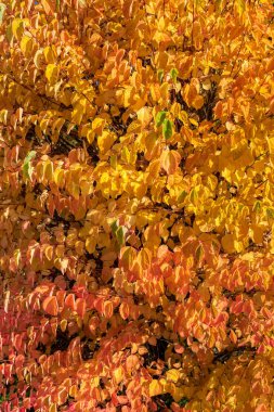Turuncu ve sarı yapraklı sonbahar manzarası