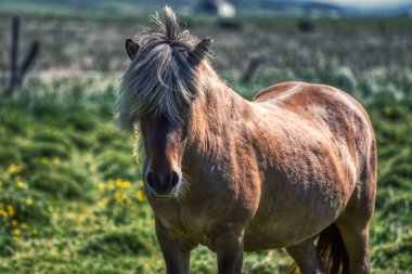 İzlanda 'da tipik bir kahverengi atın portresi