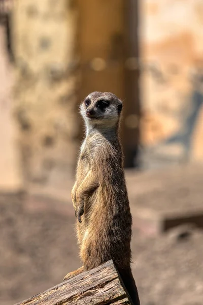 Divertido animal, Meerkat de guardia en el zoológico —  Fotos de Stock