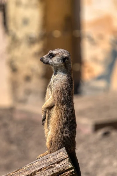 Divertido animal, Meerkat de guardia en el zoológico —  Fotos de Stock