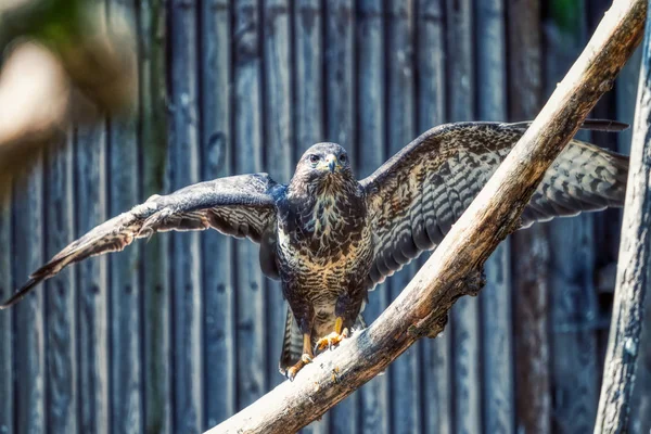 Egy nyitott szárnyú sas portait az állatkertben. — Stock Fotó
