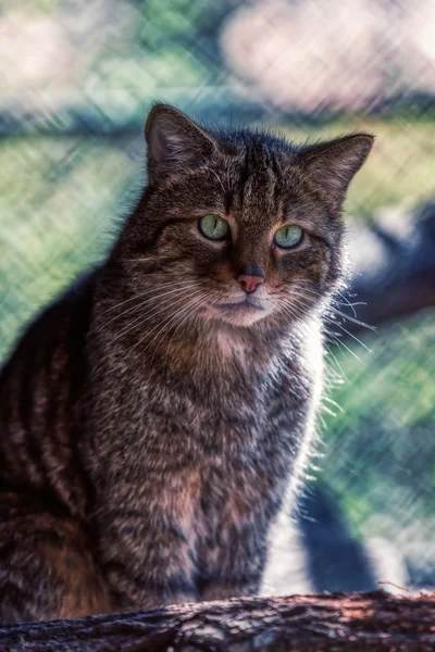 Detaljerat porträtt av en brun söt katt tittar i kameran — Stockfoto