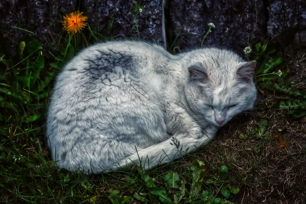 Детальный портрет белой милой кошки, отдыхающей на зеленой гра — стоковое фото